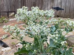 Image result for Crambe hispanica