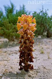 Image result for Orobanchaceae