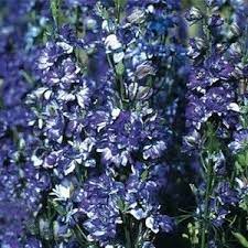 Pin On Moody Blues Bed Plant Candidates