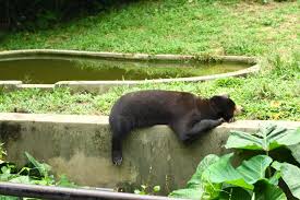 The pride of melaka with more than 500 animals from 150 different species! Pengalaman Ke Zoo Taiping