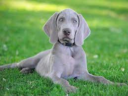 Each breed has its own activity level. 20 Short Haired Dog Breeds For Lower Maintenance Care