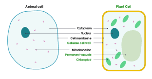 How to plant and animal cells differ. Plants Cells Are Differ From Animal Cells In Having Class 11 Biology Cbse
