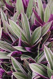 Dark purple long leaf plant. Green And Purple Long Leaf Plant Novocom Top
