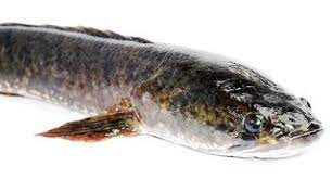 Anak Ikan Haruan Gambar Ikan Gabus Ikan Haruan Tasik Umpan Haruan Selain Katak Umpan Ikan Gabus Umpan Ikan Gabus Di Danau Umpan I Ikan Ikan Air Tawar Air Tawar