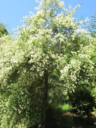 Image result for Pandiaka confusa