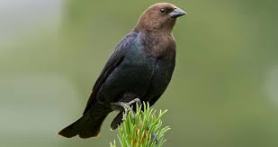 Bird With Brown Head And Black Body Uk Similar Species To Brown Headed Cowbird All About Birds Cornell Lab Of Ornithology
