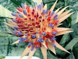 We did not find results for: Reblooming Bromeliads Your Questions Answered Bromeliads Info