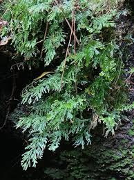 Image result for Polyphlebium