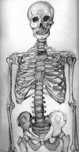 Skeleton Drawing By Laughingtree On Deviantart Skeleton Drawings Human Art Art Sketches
