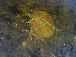 Image result for Utricularia gibba