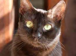 Find kittens for sale in cats & kittens for rehoming | find cats and kittens locally for sale or adoption in ontario : Havana Brown Price Personality Lifespan