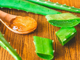 Mit was sollte gedüngt werden? Aloe Vera Pflegen Und Schneiden Liebe Deinen Garten