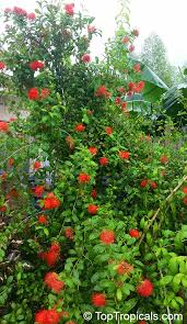 Image result for Combretum constrictum