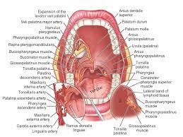 Detailed Mouth Anatomy Www Dentalcapecod Com Www Facebook Com Daocc Https Twitter Com D Dental Hygiene Student Dental Assistant Study Dental Hygiene School
