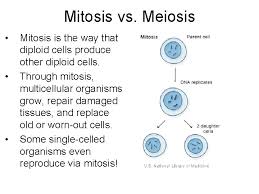 Diploid cells have two sets of chromosomes. Chapter Terms 1 Diploid 2 Haploid 3 Autosomes