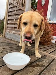 Does anyone know this dog? He ran to my house and kept following me for an  hour walk to hafravatn and back. I live around ulfarsfell. No tags