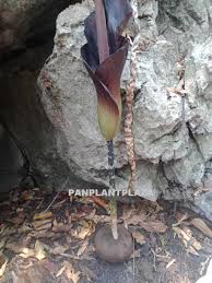 Image result for Amorphophallus goetzei