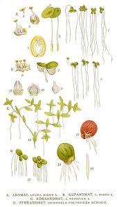 We did not find results for: Duckweed The Garden Pond Blog