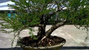 Mempererat Silahturahmi Lewat Bonsai Kabarkite Com Media Online Kite