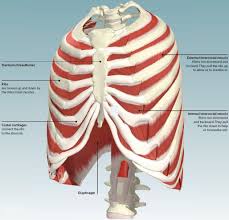 The function of the rib cage is to filter the blood it receives, processing the blood. 4 The Thorax Basicmedical Key