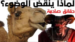 حقائق صادمة عن الإبل وعلاقتها بالجن لماذا أمرنا النبي محمد بالوضوء بعد أكل لحمه youtube