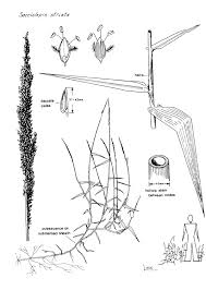 Image result for Sacciolepis rigens