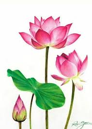 Image result for Lotus