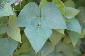 Image result for Phaseolus lunatus