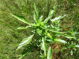 Image result for Amaranthus praetermissus