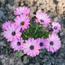 Image result for Dimorphotheca