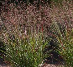 Das schönste merkmal der rutenhirse ist zweifelsohne ihr farbenprächtiges laub. Rutenhirse Kaufen Panicum Virgatum Ziergraser Von Lubera