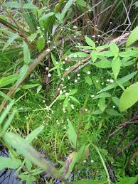 Image result for Syngonanthus