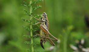 Select from premium cricket animal cartoon images of the highest quality. Cricket Spirit Animal Symbolism And Meaning