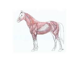 Horse Musculoskeletal Diagram Wiring Schematic Diagram