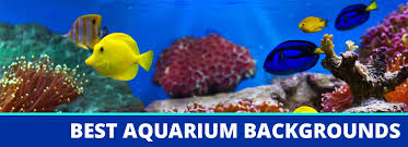 | for a long while now, there have been 3d backgrounds created for aquarium use. Best Aquarium Backgrounds That Look Great And Are Good For Fish