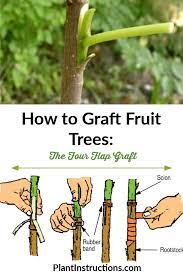 Grafting joins a lower rootstock portion of a fruit tree with the scion portion of another variety of fruit tree. How To Graft Fruit Trees The Four Flap Graft Plant Instructions