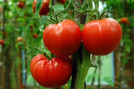 If you water too much after the fruit has set, the tomato skins may split. Learn How To Grow The Best Tomatoes Gardener S Path
