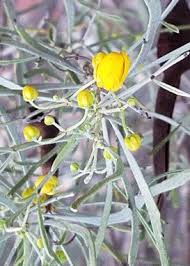 Image result for Senna artemisioides