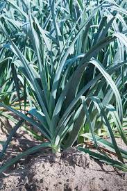 To plant the traditional way, make a hole with a dibber, 20cm deep, drop a seedling in and water in. How To Grow Leeks Gardener S Path