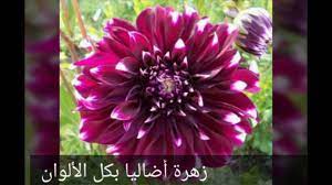 صور الورود والازهار