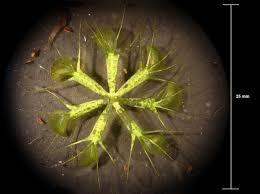 Image result for Aldrovanda vesiculosa
