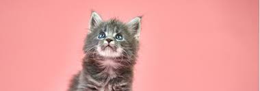 Order revolution for cats & kittens. How To Apply Dog Revolution Selamectin To A Cat Petplace