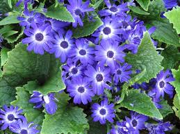 Image result for Pericallis