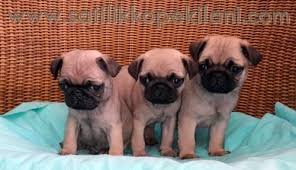 Satilik Pug Yavrular 05412625843