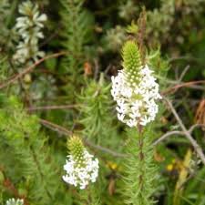 Image result for Hebenstretia