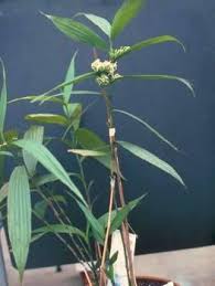 Image result for Corymborkis corymbis