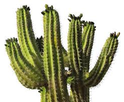 Due to the fact that they are lacking in both of these essential plant needs means that they can't grow very much. Cactus Png Image