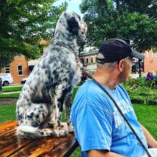 Pin On English Setters Loving Unconditionally