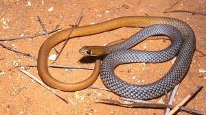New Venomous Snake Species Discovered: 'Absolutely Awesome'