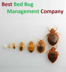 These practices were developed in response to complaints about repeated control failures resulting from attempts to control bed. Bed Bug Pest Control Bed Bug Control Service In Kolkata